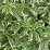 Pieris japonica 'Variegata'.png